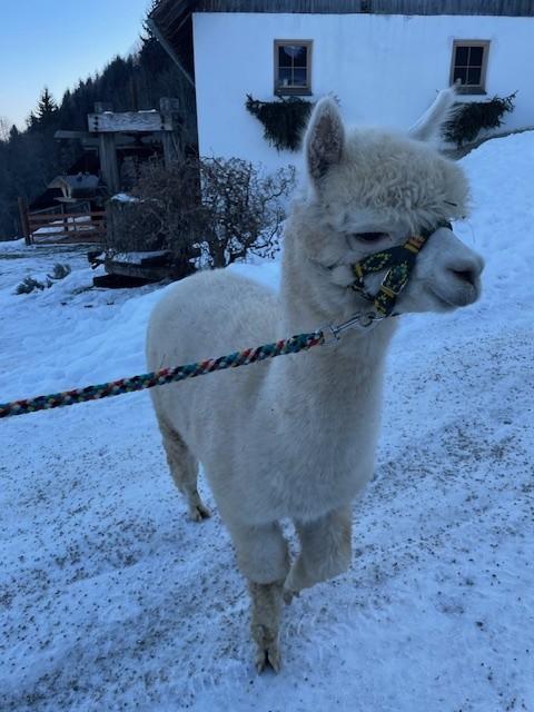 Alpaka